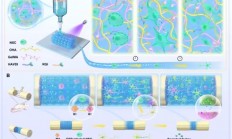 3D 打印 “神助攻”：构建神经网络修复脊髓损伤新突破
