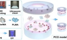 3D打印支撑结构，GelMA/PLMA制备囊膜混浊模型